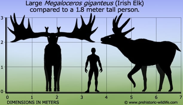 Resultado de imagen de megaloceros