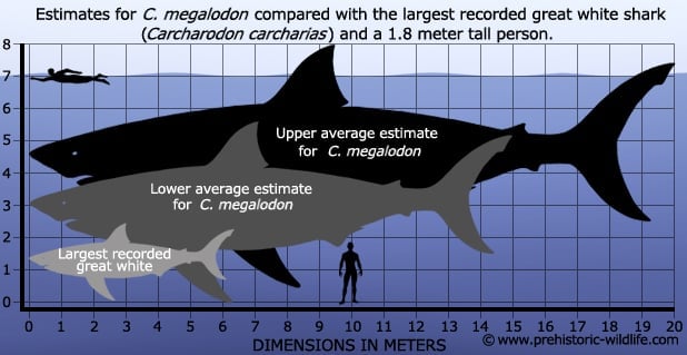 Megalodon Size Chart