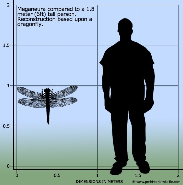 insectos gigantes