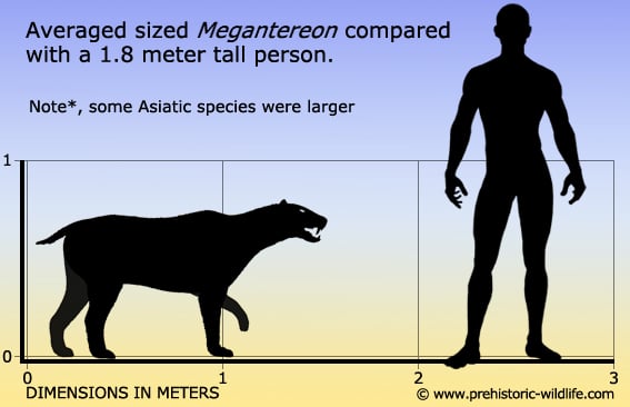 http://www.prehistoric-wildlife.com/images/species/m/megantereon-size.jpg