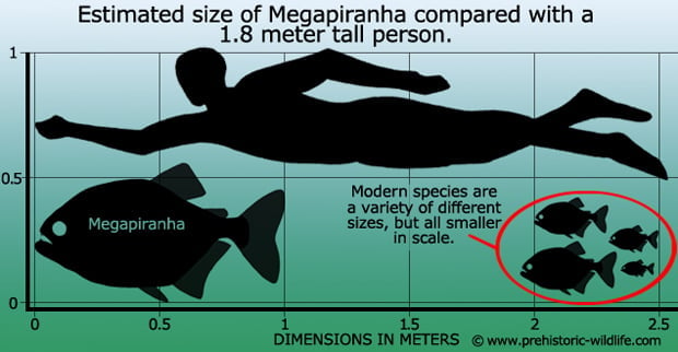 Piranha Species Chart