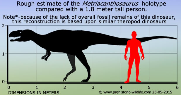 Metriacanthosaurus