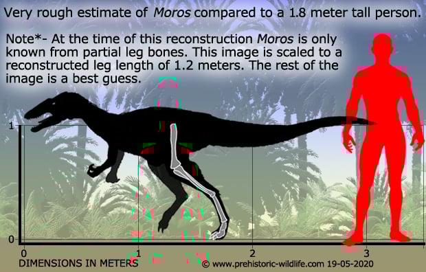 morusintrepidus