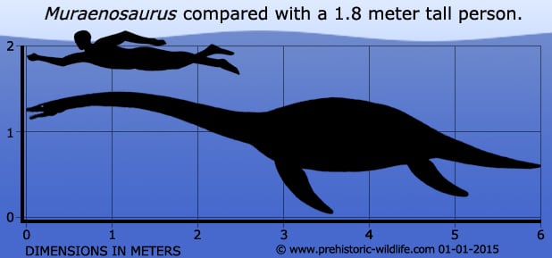 Muraenosaurus