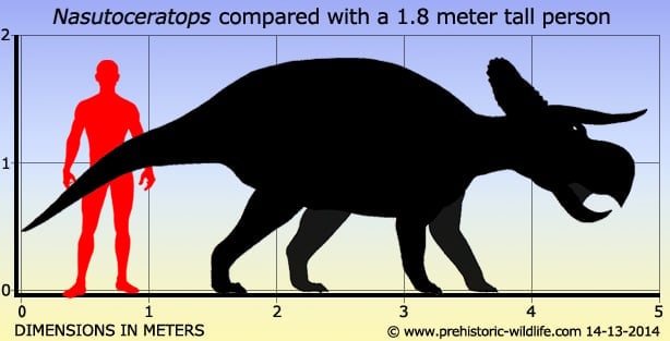 nasutoceratops-size.jpg