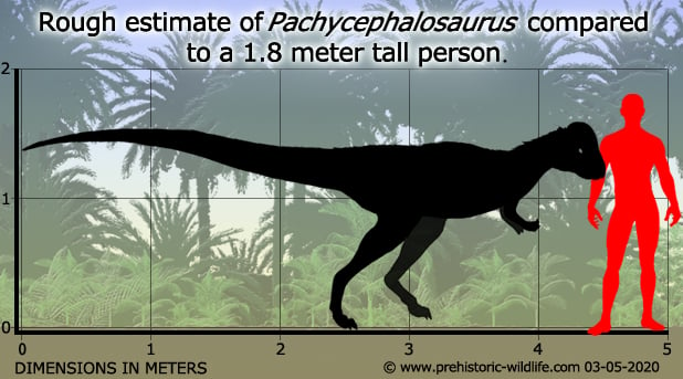 pachycephalosaurus-size.jpg