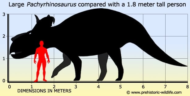 pachyrhinosaurus-size.jpg