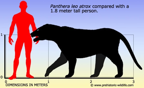 cave lion size comparison