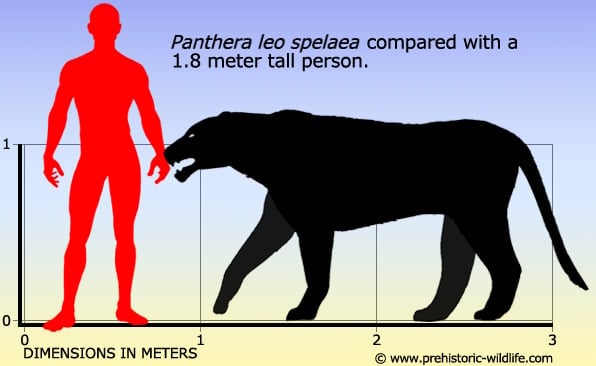 cave lion size comparison