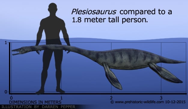 Plesiossauro Plesiosauria Desenho Realista Animais Extintos Dos