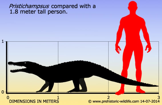 pristichampsus-size.jpg