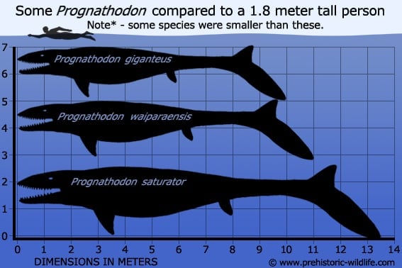 THE CUTEST FISH EVER vs DEADLY PROGNATHODON!