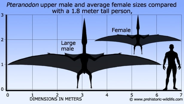 Pterodactyl Dinosaur: Size, Wingspan, Habitat And Other Facts