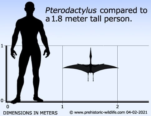 pterodactylus-size.jpg