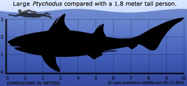 ptychodus-size.jpg