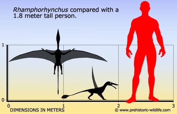 Flying Dinosaurs Names  Pterodactyl, Quetzalcoatlus, & Dimorphodon