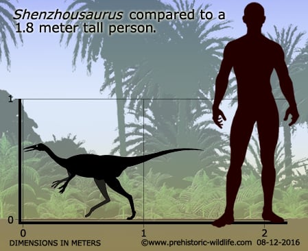 shenzhousaurus-size.jpg