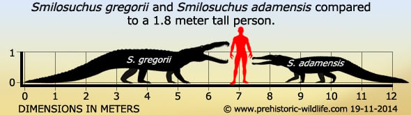 http://www.prehistoric-wildlife.com/images/species/s/smilosuchus-size.jpg