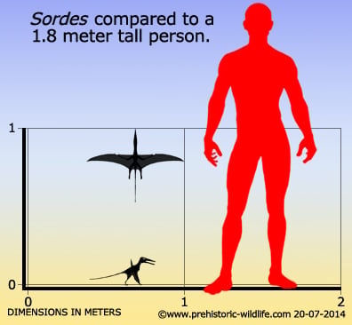 sordes-size.jpg