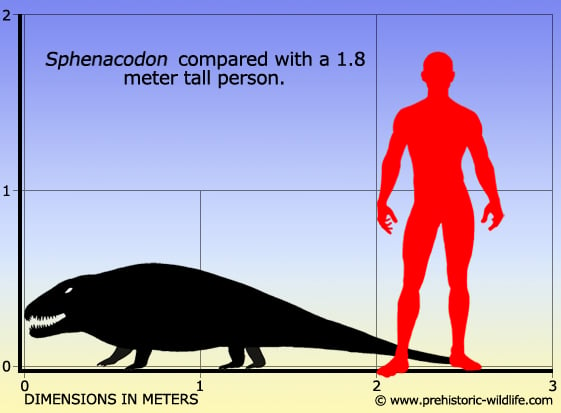 Resultado de imagen de sphenacodon