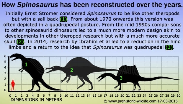 spinosaurus-at-various-times.jpg