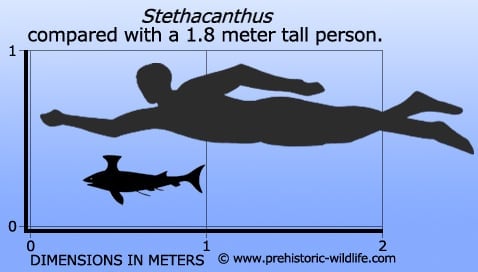 fossile di stethacanthus
