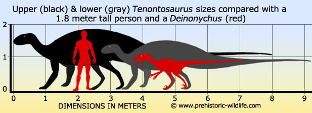 tenontosaurus-size.jpg