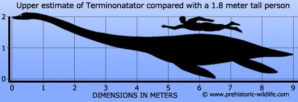 Terminonatator