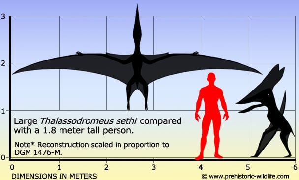 Thalassodromeus