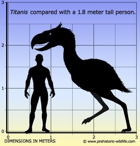 titanis-size.jpg