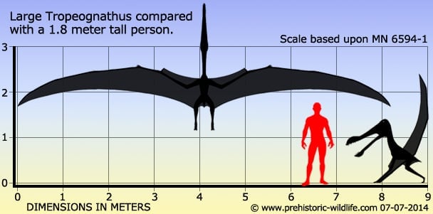 Large Tropeognathus compared with a 1.8 meter tall person