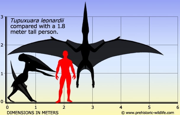 Tupuxuara