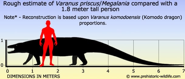 Komodo Dragon Size Comparison