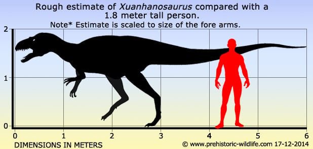 File:Xuanhanosaurus qilixiaensis size comparison.png - Wikipedia