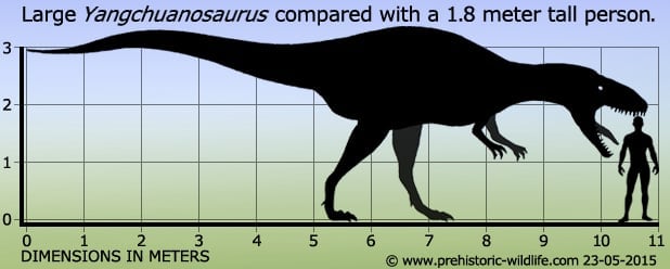 Yangchuanosaurus