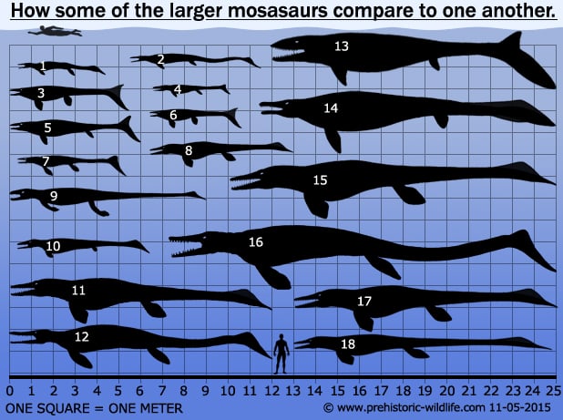 Elasmosaurus Vs Mosasaurus