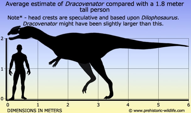 dracovenator-size.jpg