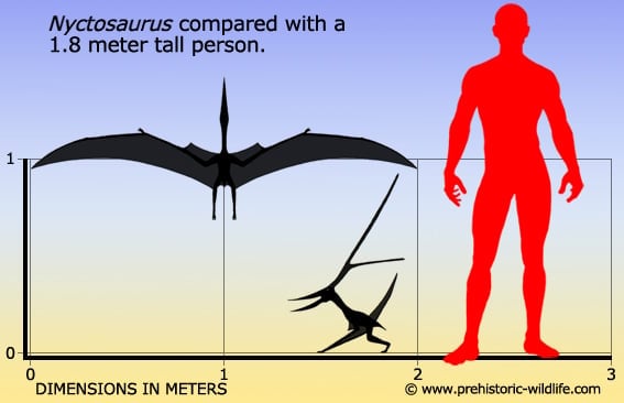 Nyctosaurus, the wild pterosaur with an antler