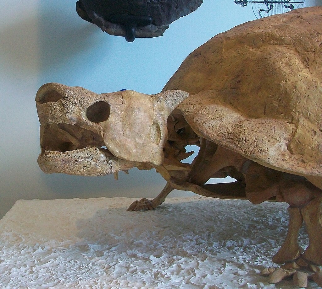 The skull of Meiolania platyceps, part of a cast of a skeleton (specimen AMNH 29076) in the American Museum of Natural History.
