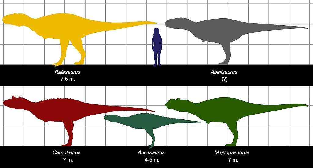 Size comparison of different members of the theropod dinosaur family abelisauridae.