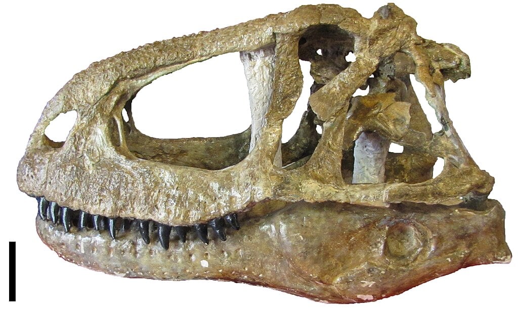 Reconstruction of the Abelisaurus skull with original bones of the holotype.