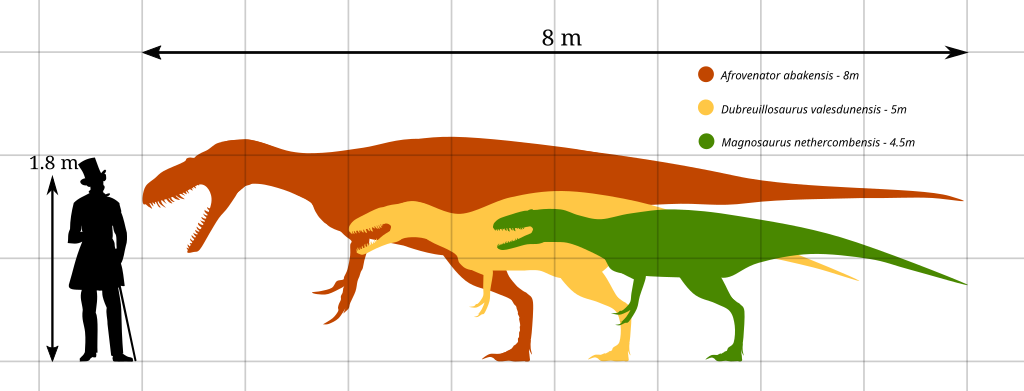 Size comparison chart showing Afrovenator abakensis (8 m, brown), Dubreuillosaurus valesdunensis (5 m, yellow), and Magnosaurus nethercombensis (4.5 m, green), next to a 1.8 m tall human silhouette.