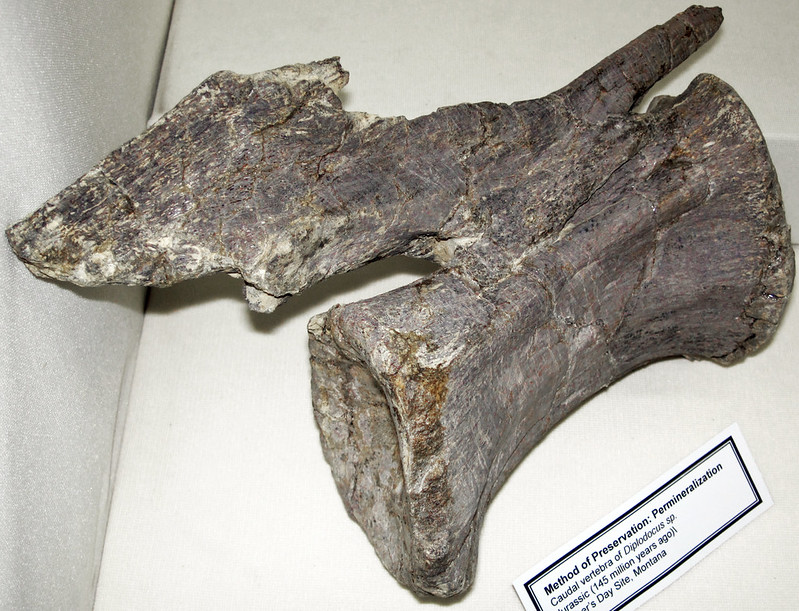 Diplodocus vertebra fossil from the Morrison Formation, Upper Jurassic, Montana.