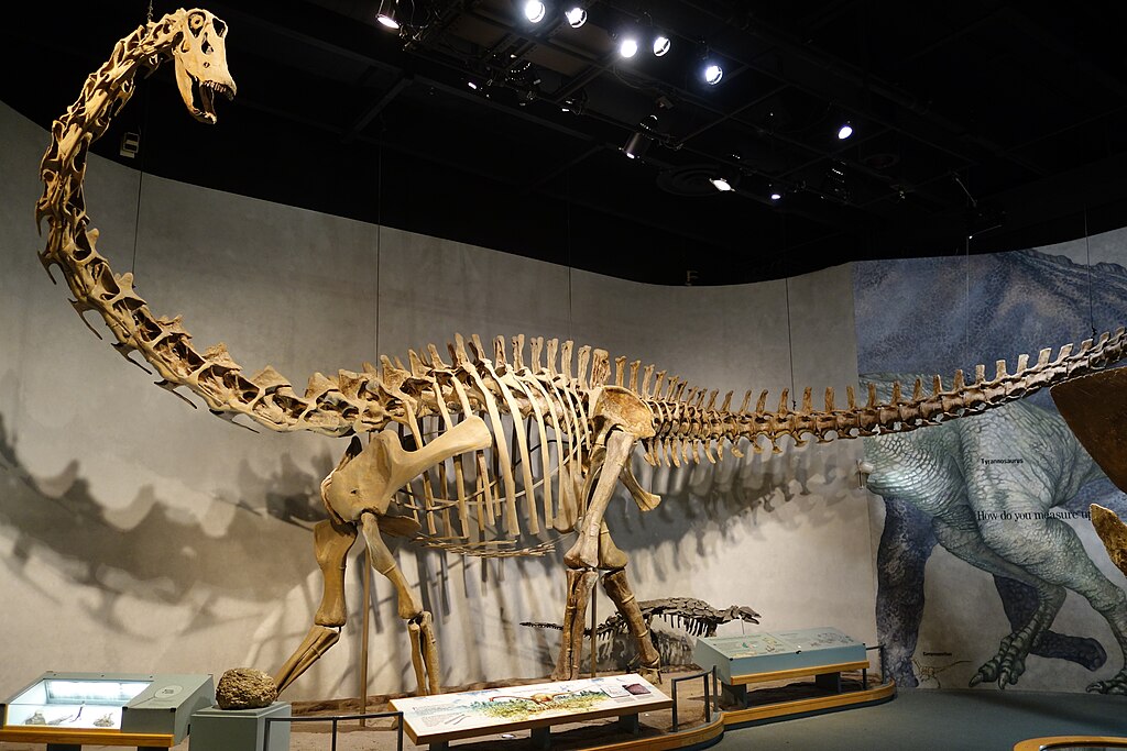 Diplodocus longus Fossils skeleton in Denver