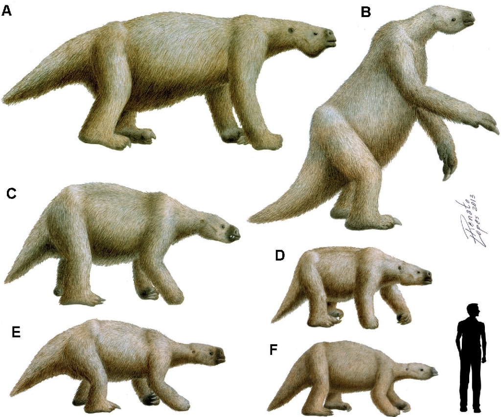 Megatherium americanum (A, top left) Eremotherium laurillardi (B, top right), Lestodon armatus (C, middle left) Mylodon darwinii (D, middle right) Glossotherium robustum (E, bottom left) and Catonyx cf. C. cuvieri (F, bottom right) size compared to a human and each other