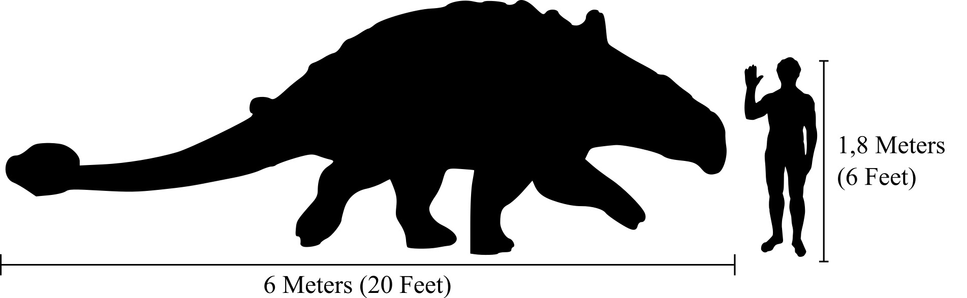 Euoplocephalus size compared to a 1.8 meter tall human