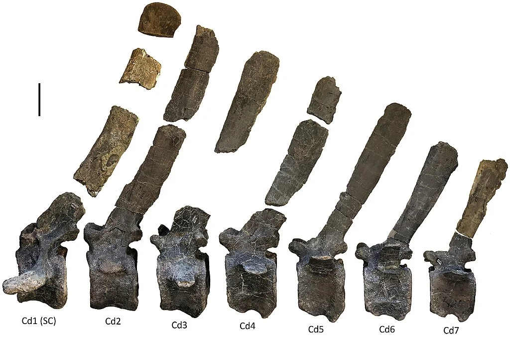 Istiorachis macarthurae holotype (MIWG 6643). The anterior-most seven caudal vertebrae in left lateral view with neural spines reconstructed. Abbreviations: Cd, caudal vertebra; SC, sacrocaudal. Scale bar represents 50 mm.