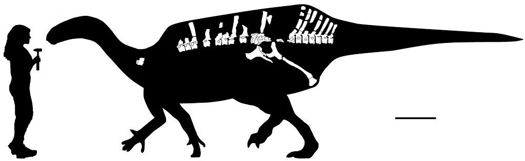 Istiorachis size compared to a human
