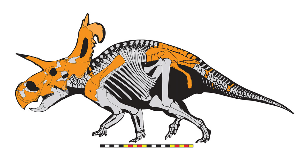 Skeletal Reconstruction of Lokiceratops