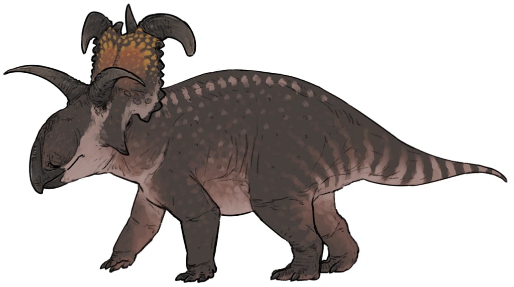 Lokiceratops rangiformis